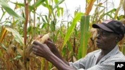 Joseph Dzindwa, who has expanded from a one-hectare to an eight-hectare maize farm in the last few years, checks his hybrid maize crop in Catandica, Mozambique. (File Photo)