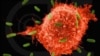 محققان آمریکایی: سلول‌های سرطانی را کشتیم