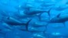 دو میلیون ماهی مرده در سواحل ایالت مریلند