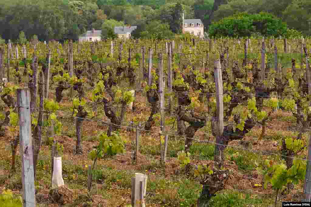 Pontourney, an idyllic country manor set among vineyards, in Beaumont-En-Veron, France.