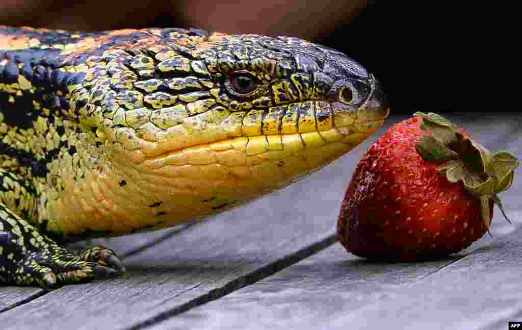 A mother Blotched Blue-Tongue lizard smells a strawberry during the first time display of its seven babies at the Wild Life Sydney Zoo, Australia.