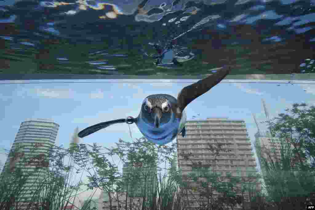 An African penguin swims in a large overhanging water tank called &quot;Penguin in the sky&quot; at Sunshine Aquarium in Tokyo.