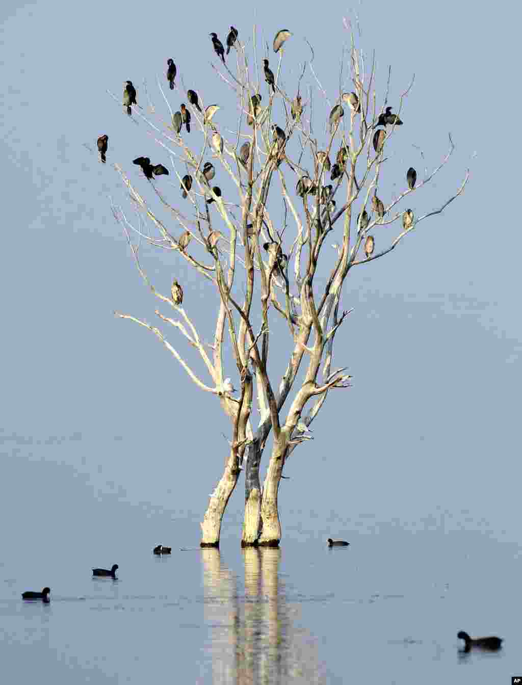 Birds rest on a tree in the Dojran Lake, enjoying the calm and sunny weather in southeastern Macedonia.