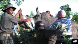 Des gardes du parc préparent un rhinocéros dardé avant de le transporter par camion vers une zone sûre, protégée des braconniers, près de Skukuza, au Parc national de Kruger, Afrique du Sud, 20 novembre 2014. (AP Photo / Denis Farrell)