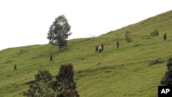 Des rebelles du M23 vus sur une colline surplombant Goma, à six kilomètres du centre de la ville – 3 décembre 3, 2012