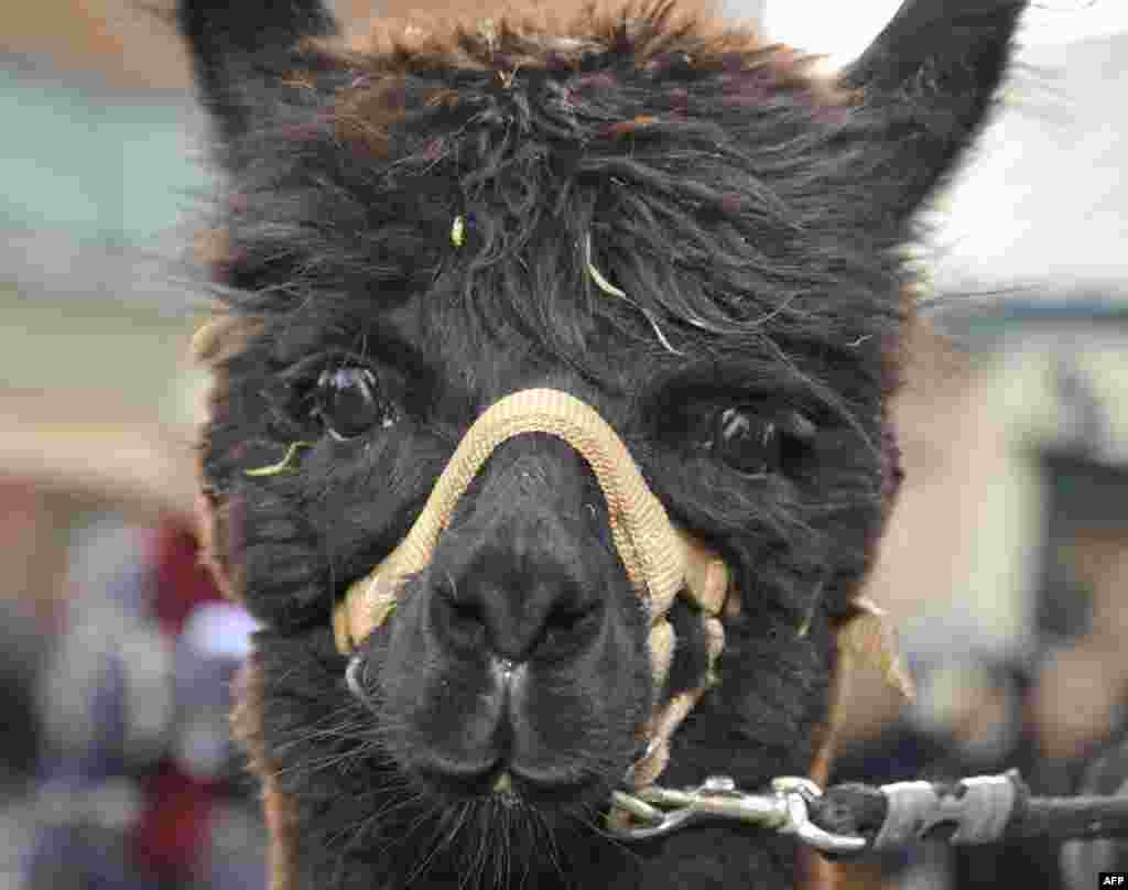 Нужен ли прошлогодний снег?