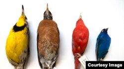 Some of the birds collected at Chicago's McCormick Place that are in the Field Museum collections, including an eastern meadowlark (far left) and an indigo bunting (far right). Image credit: Field Museum, Karen Bean.
