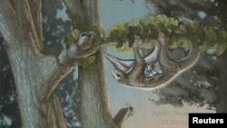 An artist's depiction of a mother and baby Maiopatagium suspended in roosting posture climbing a tree trunk in Jurassic forest, is shown in this July 31, 2017, handout photo. 