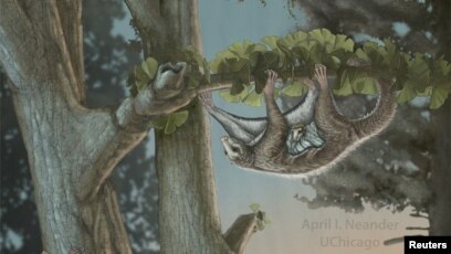 Smallest pterodactyl lived in trees › News in Science (ABC Science)