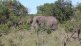 Kenyan Wildlife Conservancy Uses Sensors to Fight Poaching