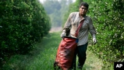 Emanuel Mandujarro de Guanajuato, México, un trabajador temporal con una visa de trabajo agrícola tipo H-2A, recolecta naranjas en una granja de cítricos en Arcadia, Florida. 