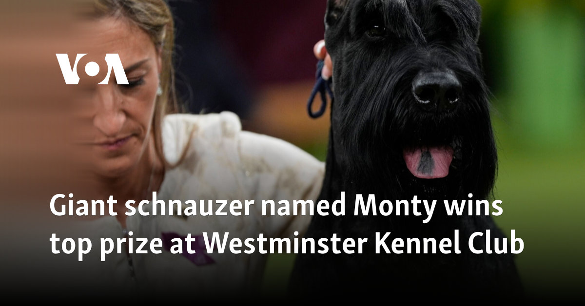 Giant schnauzer named Monty wins top prize at Westminster Kennel Club