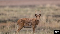 FILE - In this undated photograph a Saiga antelope walks on a prairie outside Almaty.