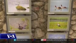 Fotografë nga Shqipëria dhe Kosova në mbrojtje të mjedisit natyror