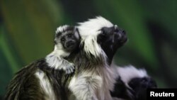 Des tamarins (Reuters)