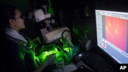 FILE - Research assistant Anjali Pandey sorts mosquito larvae with edited DNA in the the Vosshall Laboratory at Rockefeller University in New York, Feb. 12, 2019.