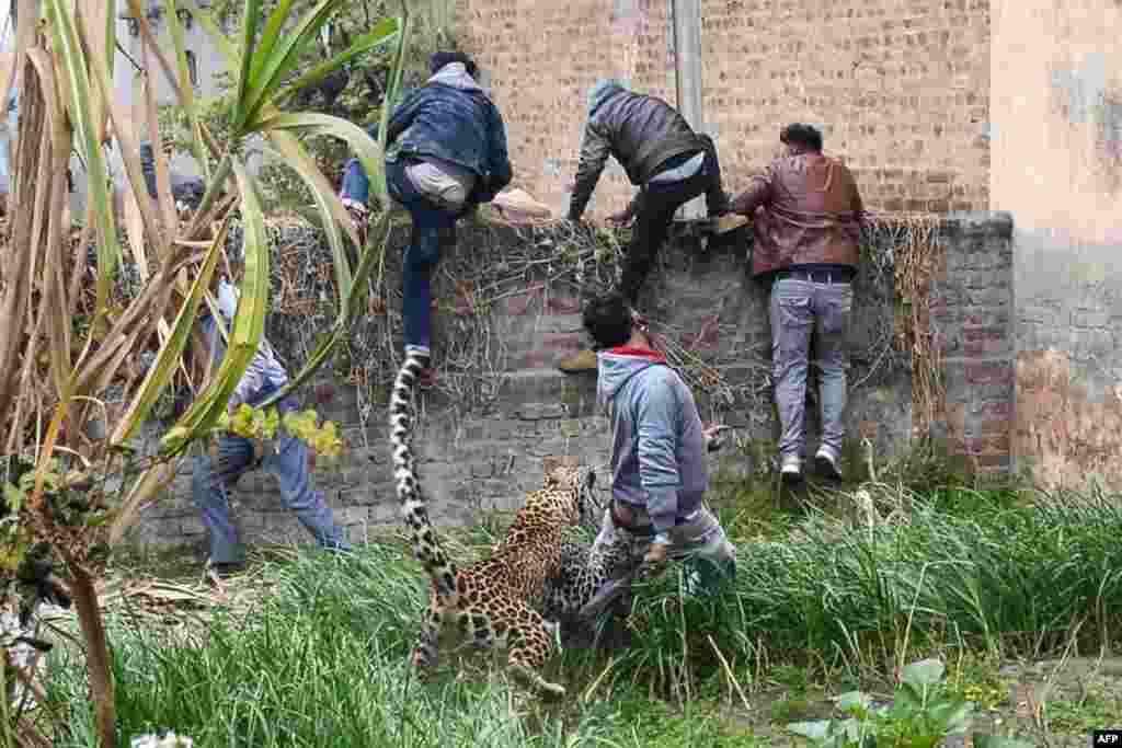 A leopard attacks a man as others climb a wall to escape, in the Lamba Pind area in Jalandhar, India.