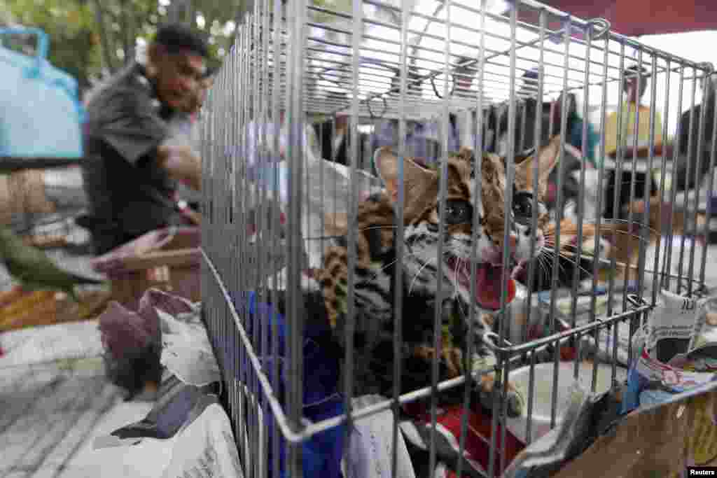 Seorang polisi berdiri di antara sangkar hewan dalam operasi penggerebegan di pinggiran kota Bangkok, Thailand. Polisi Bangkok menyita lebih dari 1.000 satwa liar yang diperdagangkan.