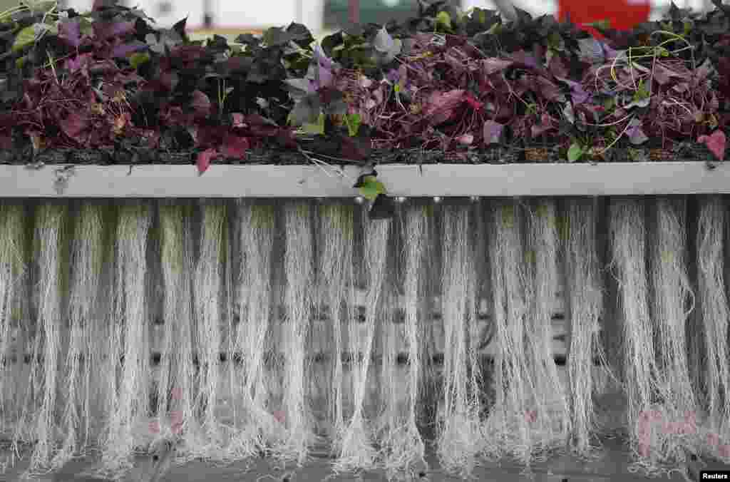 Plants roots are pictured at the Plant Advanced Technologies (PAT) company greenhouse in Laronxe near Nancy, Eastern France. Plants are grown in a special way with a view to &quot;milking&quot; them for use in medicines, cosmetics and agrochemicals.