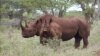 Could Drones Help Save Rhinos in South Africa?
