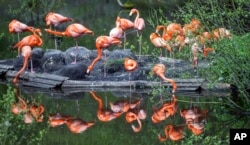 A group of flamingos is reflected in a lake at the zoo in Schwerin northeastern Germany, May 2, 2017.