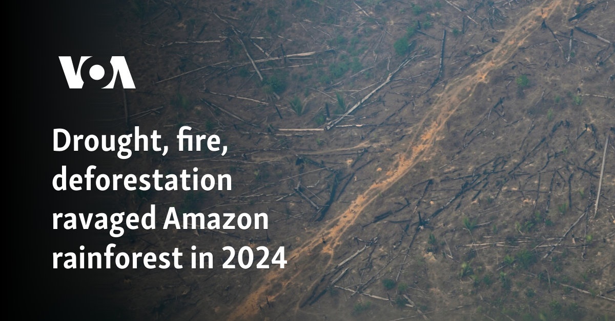 Drought, fire, deforestation ravaged Amazon rainforest in 2024