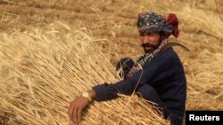 اسلام آباد کے مضافات میں ایک کسان گندم کی فصل کاٹ رہا ہے۔ فائل فوٹو