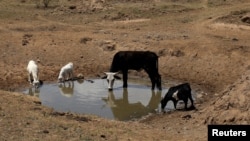 The drought has also gripped some countries in southern Africa.