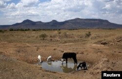 Livestock drink from a drying river outside Utrecht, Nov. 8, 2015.