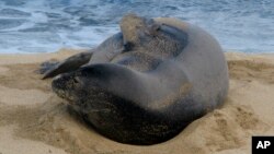 La foca se estaba acostumbrando mucho al trato con humanos según los especialistas.