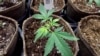 Грузинские власти отложили законопроект о легализации экспорта марихуаны