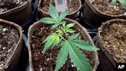 Ростки марихуаны, предназначенной для выращивания в медицинских целях. Архивное фото