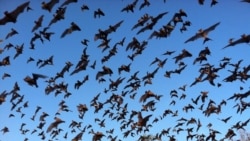 Quiz - Six New Coronaviruses Found in Bats in Myanmar