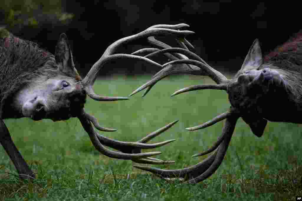 Red deer fight during the rutting season at a wildlife park on a fall day in Bonn, Germany.