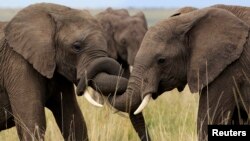 African Elephants are facing their worst crisis in years.