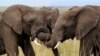 Elephants Under Threat in Lawless CAR