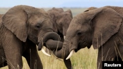 Elephants play at Kenya's Maasai Mara game reserve, southwest of Kenya's capital Nairobi, October 31, 2012. A new study shows elephants may choose to raid farmlands based on the lunar cycle. 