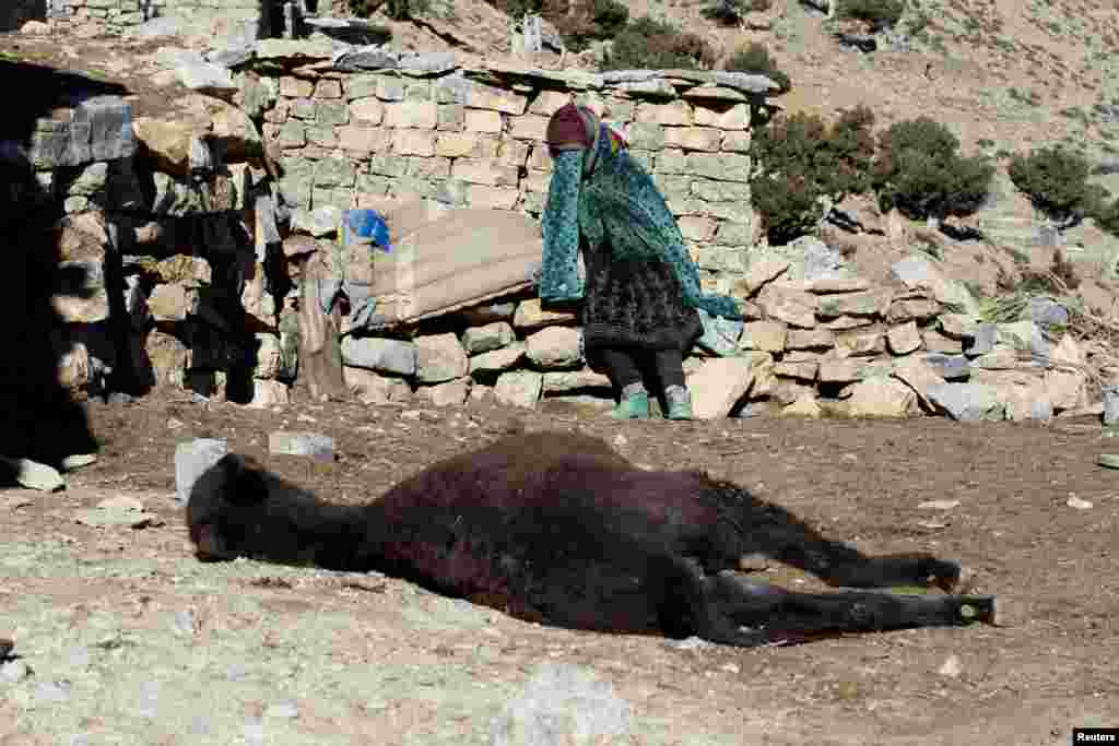 A woman mourns her dead donkey in Ait Sghir in the High Atlas region of Morocco.