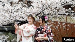 Women wearing Kimonos pose for a souvenir photo with blooming cherry blossoms in Kyoto, Japan.