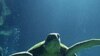 Protecting Endangered Sea Turtles