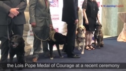 Award for Bravery Goes to Four Dogs