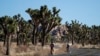 FILE - Visitors bike at Joshua Tree National Park in California's Mojave Desert, Jan. 10, 2019. President Joe Biden is establishing two new national monuments in California: the Sattitla monument in Northern California and the Chuckwalla monument near Joshua Tree National Park.