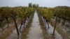 La producción mundial de vino cayó a su nivel más bajo en seis décadas debido a heladas y sequías