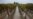La producción mundial de vino cayó a su nivel más bajo en seis décadas debido a heladas y sequías