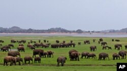 سريلانکا کې وحشي فیلان