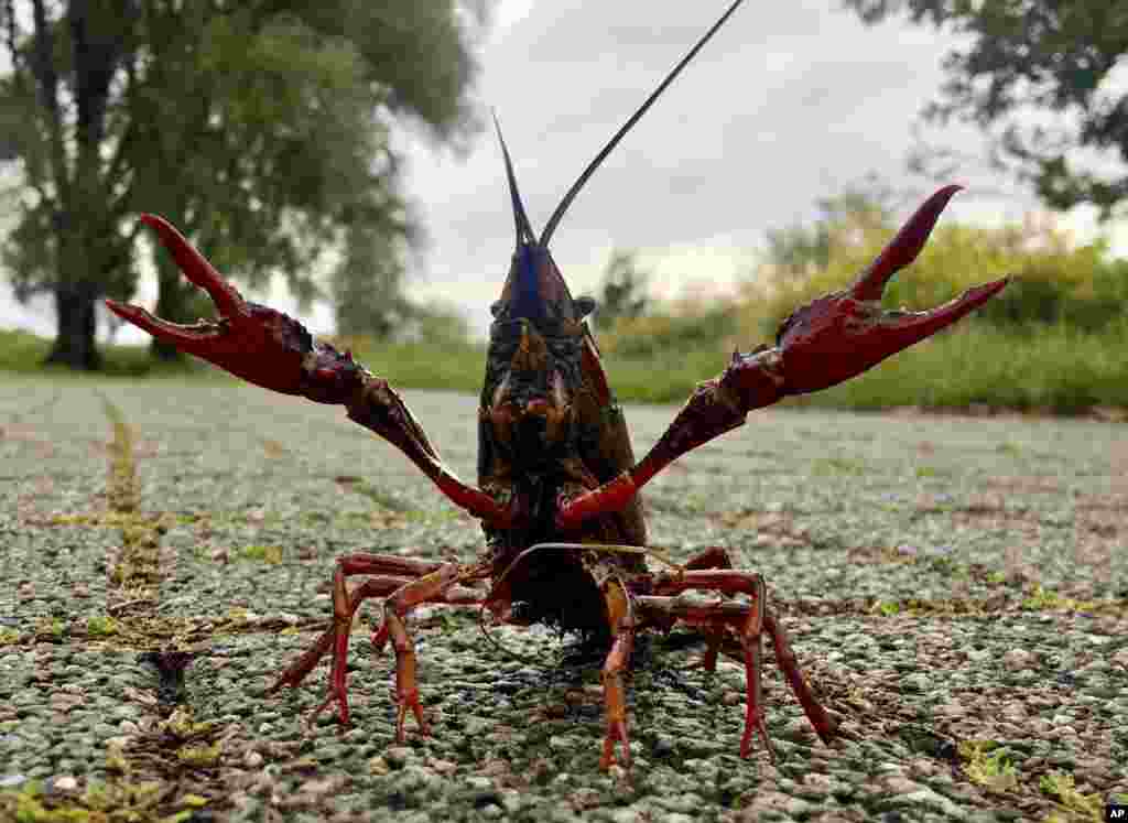 A crab sits at the shore of a lake near Bochum, western Germany, after heavy rainfall in the night.