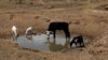 The drought has also gripped some countries in southern Africa.