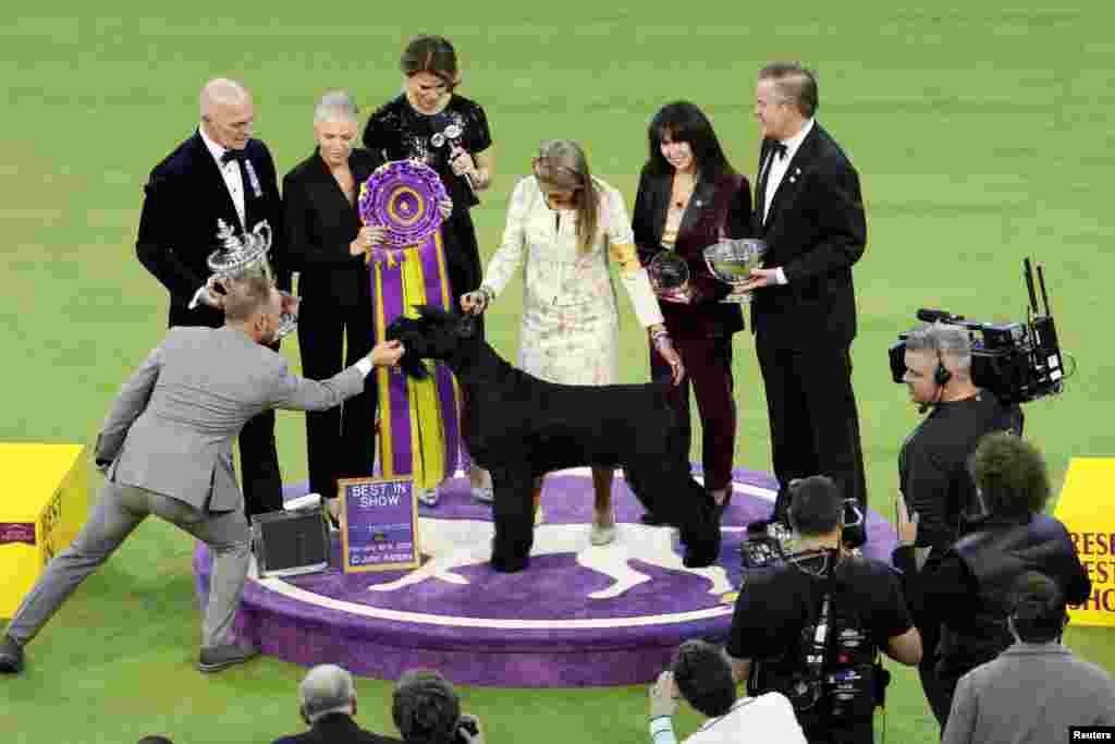 Monty, a giant schnauzer, wins the Best in Show competition during the 149th Annual Westminster Kennel Club Dog Show at Madison Square Garden in New York City, New York, Feb. 11, 2025.