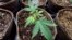 FILE - In this July 12, 2018 file photo, a newly-transplanted cannabis cuttings grow in pots at a medical marijuana cultivation facility in Massachusetts.