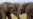 Zimbabwe National Parks, EMA Detoxify Hwange National Park